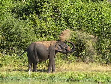 An adult Asian elephant (Elephas maximus), taking a dust bath with its trunk, Udawalawe National Park, Sri Lanka, Asia