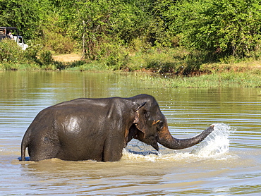 An adult Asian elephant (Elephas maximus), bathing in a waterhole, Udawalawe National Park, Sri Lanka, Asia