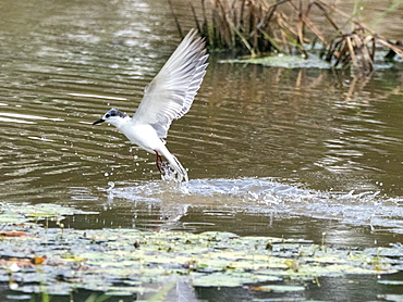 An adult whiskered tern (Chlidonias hybrida in flight, Yala National Park, Sri Lanka, Asia