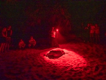 Adult female green sea turtle (Chelonia Mydas), coming ashore at night to nest, Rekawa Beach, Sri Lanka, Asia