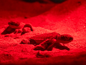 Green sea turtle (Chelonia Mydas), hatchling emerging from nest to run to the sea, Rekawa Beach, Sri Lanka, Asia