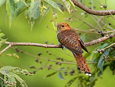 Adult grey-bellied cuckoo (Cacomantis passerinus), Udawalawe National Park, Sri Lanka, Asia