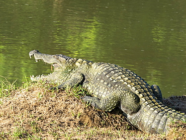 An adult mugger crocodile (Crocodylus palustris), basking in the sun, Yala National Park, Sri Lanka, Asia