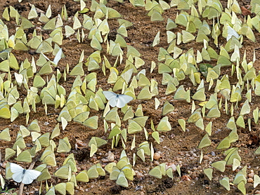 A gathering of lemon emigrant butterflies (Catopsilia pomona), Yala National Park, Sri Lanka, Asia