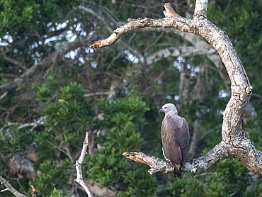 Adult grey-headed fish eagle (Haliaeetus ichthyaetus) perched on a tree, Wilpattu National Park, Sri Lanka, Asia