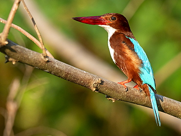 An adult white-throated kingfisher (Halcyon smyrnensis), on the Nilwala River, Sri Lanka, Asia