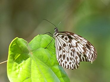 An adult Sri Lankan tree nymph (Idea iasonia), in the Sinharaja Rainforest Reserve, Sri Lanka, Asia