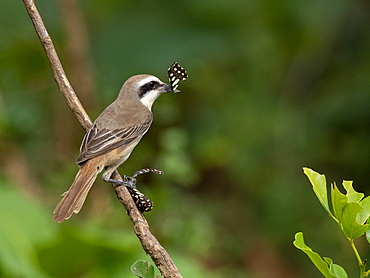 An adult brown shrike (Lanius cristatus), eating a moth, Udawalawe National Park, Sri Lanka, Asia