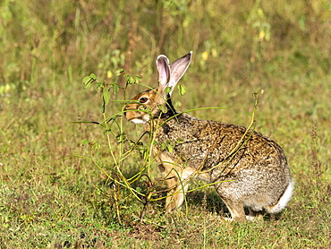 An adult Indian hare (Lepus nigricollis), foraging in Yala National Park, Sri Lanka, Asia