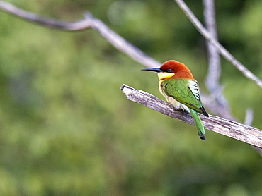 An adult chestnut-headed bee-eater (Merops leschenaulti), Yala National Park, Sri Lanka, Asia