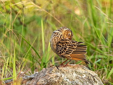 An adult Jerdon's bush lark (Mirafra affinis), preening on a rock in Yala National Park, Sri Lanka, Asia