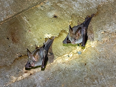 Apair of adult greater false vampire bats (Megaderma lyra), roosting during the day near Sigiriya, Sri Lanka, Asia