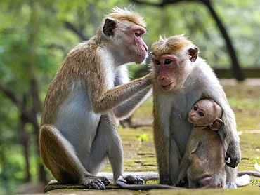 Toque macaques (Macaca sinica) grooming each other, Polonnaruwa, Sri Lanka, Asia