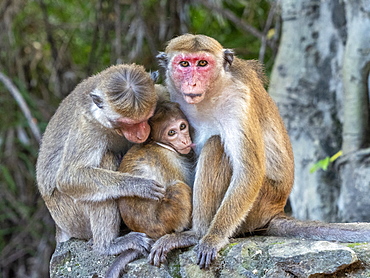 A baby toque macaque (Macaca sinica), nursing from its mother, Polonnaruwa, Sri Lanka, Asia