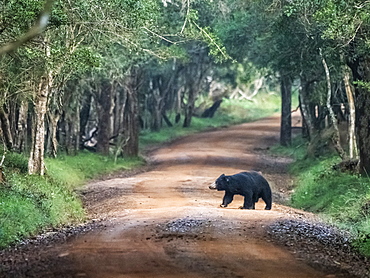 An adult sloth bear (Melursus ursinus) crossing the road in Wilpattu National Park, Sri Lanka, Asia