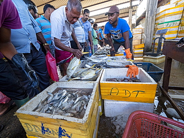 Vendors display and sell their catch at the Negombo fish market, Negombo, Sri Lanka, Asia