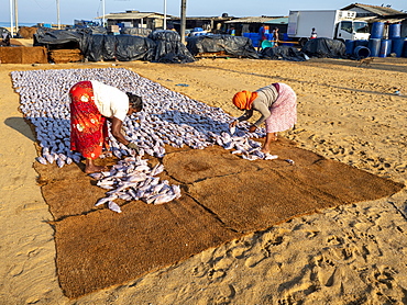 Workers lay out the days catch to dry in the sun at the Negombo fish market, Negombo, Sri Lanka, Asia