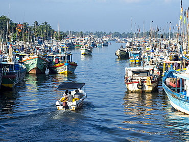 The fishing fleet at harbor near the Negombo fish market, Negombo, Sri Lanka, Asia