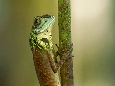 An adult male Sri Lankan kangaroo lizard (Otocryptis weigmani), in the Sinharaja Rainforest Reserve, Sri Lanka, Asia