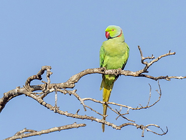 An adult rose-ringed parakeet (Psittacula krameri) perched on a tree in Wilpattu National Park, Sri Lank, Asia