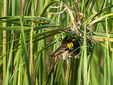 An adult streaked weaver (Ploceus manyar) weaving its nest in grass, Yala National Park, Sri Lanka, Asia