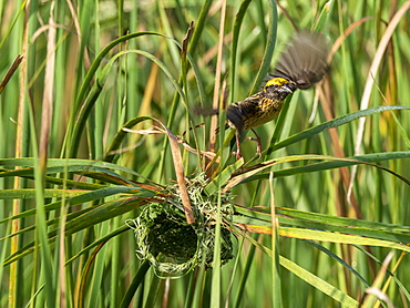 An adult streaked weaver (Ploceus manyar) weaving its nest in grass, Yala National Park, Sri Lanka, Asia