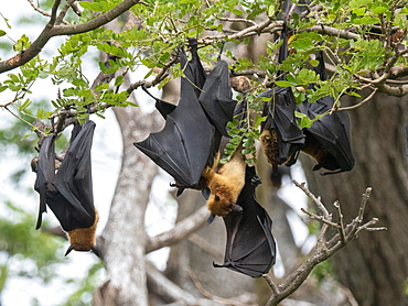 Adult Indian flying foxes (Pteropus medius) roosting during the day near Yala National Park, Sri Lanka, Asia