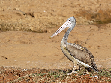 A juvenile Spot-billed pelican (Pelecanus philippensis), Yala National Park, Sri Lanka, Asia