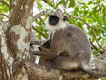 A mother tufted gray langur (Semnopithecus priam), with her infant in Polonnaruwa, UNESCO World Heritage Site, Sri Lanka, Asia