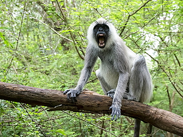 A tufted gray langur (Semnopithecus priam) showing a threat display in Polonnaruwa, UNESCO World Heritage Site, Sri Lanka, Asia