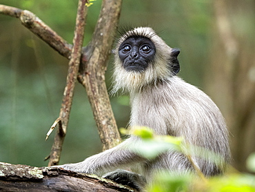 A young tufted gray langur (Semnopithecus priam), in Polonnaruwa, UNESCO World Heritage Site, Sri Lanka, Asia