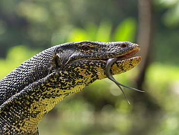 An adult Asian water monitor (Varanus salvator) near Polonnaruwa, Sri Lanka, Asia