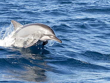 An adult spinner dolphin (Stenella longirostris), leaping in the waters off the Kalpitiya Peninsula, Sri Lanka, Asia