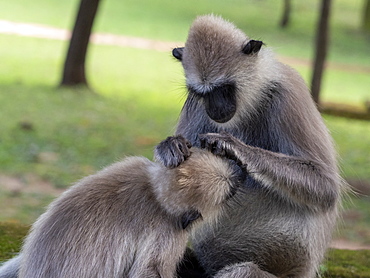 Tufted gray langurs (Semnopithecus priam), grooming each other in Polonnaruwa, UNESCO World Heritage Site, Sri Lanka, Asia