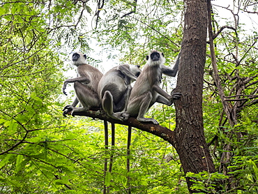 Tufted gray langurs (Semnopithecus priam), grooming each other in Polonnaruwa, UNESCO World Heritage Site, Sri Lanka, Asia