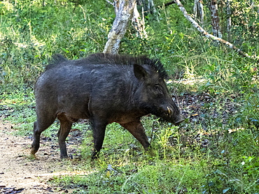 A wild boar (Sus scrofa) foraging in the grass in Wilpattu National Park, Sri Lanka, Asia