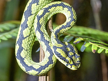 An adult Sri Lanka green pit viper (Trimeresurus trigonocephalus), in the Sinharaja Rainforest Reserve, Sri Lanka, Asia