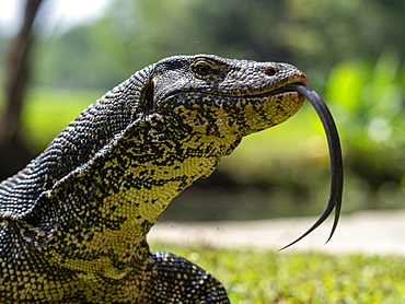 An adult Asian water monitor (Varanus salvator), near Polonnaruwa, Sri Lanka, Asia