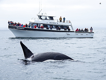 Transient killer whale (Orcinus orca), near whale watching boat, Monterey Bay National Marine Sanctuary, California, United States of America, North America