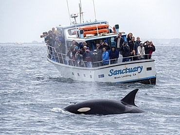 Transient killer whale (Orcinus orca), near whale watching boat, Monterey Bay National Marine Sanctuary, California, United States of America, North America