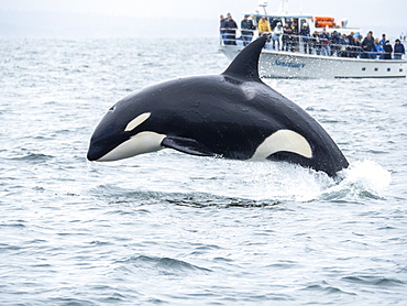 Transient killer whale (Orcinus orca), breaching near whale watching boat, Monterey, California, United States of America, North America