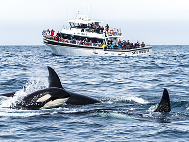 Transient killer whales (Orcinus orca), near whale watching boat, Monterey Bay National Marine Sanctuary, California, United States of America, North America