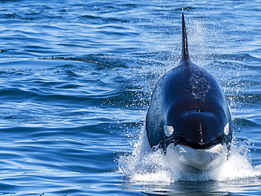 Transient killer whale (Orcinus orca), power lunging, Monterey Bay National Marine Sanctuary, California, United States of America, North America