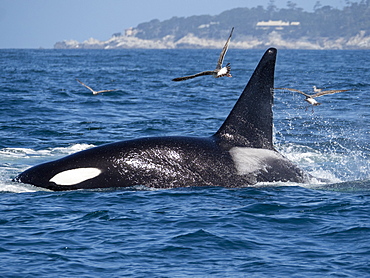 Transient killer whale (Orcinus orca) killing a California grey whale calf, Fishermans Cove, Carmel, California, United States of America, North America