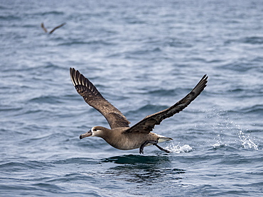 An adult black-footed albatross (Phoebastria nigripes), taking flight at sea, Monterey Bay, California, United States of America, North America