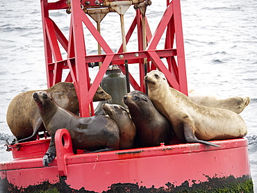 Adult California sea lions (Zanclus californianus), hauled out on a buoy near Moss Landing, California, United States of America, North America