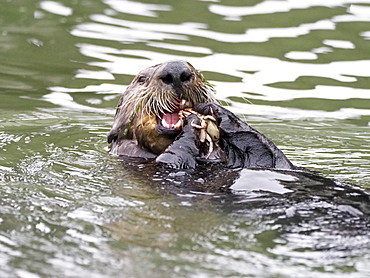 An adult female sea otter (Enhydra lutris), feeding on a crab in Elkhorn Slough near Moss Landing, California, United States of America, North America