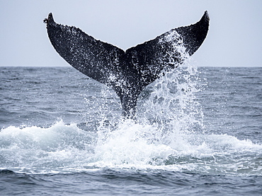 Humpback whale (Megaptera novaeangliae), tail lobbing in Monterey Bay National Marine Sanctuary, California, United States of America, North America