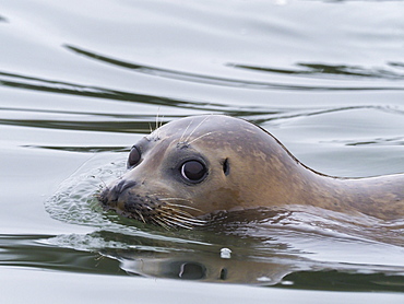 Harbor seal (Phoca vitulina) face detail near Moss Landing, California, United States of America, North America