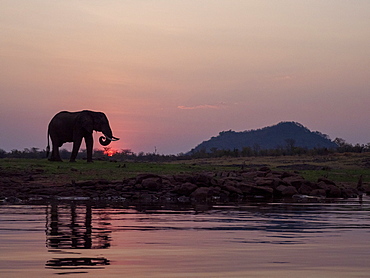 An adult African bush elephant (Loxodonta africana) at sunset on the shore of Lake Kariba, Zimbabwe, Africa
